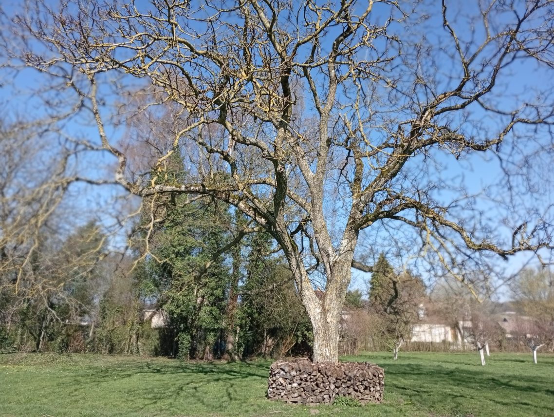 Un arbre